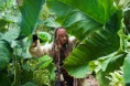 /album/piratas-del-caribe-navegando-aguas-misteriosas/piratas-del-caribe-4-en-mareas-misteriosas-walt-disney-johnny-depp-jack-sparrow-capitan-jpg/